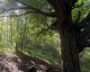 TBD Barbour County Highway, Belington, West Virginia 26250, 0 , 0 ,0,Lots/land,For Sale,Barbour County,0,10165659 TBD Barbour County Highway, Belington, West Virginia 26250, 0 , 0 ,0,Lots/land,For Sale,Barbour County,0,10165659