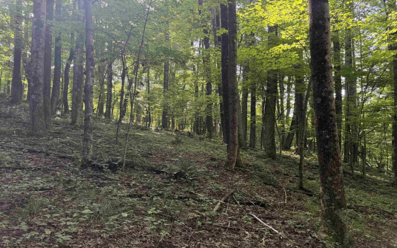 TBD Barbour County Highway, Belington, West Virginia 26250, 0 , 0 ,0,Lots/land,For Sale,Barbour County,0,10165659 TBD Barbour County Highway, Belington, West Virginia 26250, 0 , 0 ,0,Lots/land,For Sale,Barbour County,0,10165659