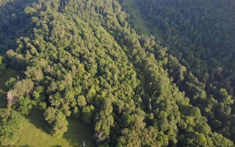 00 Saltlick Road, Terra Alta, West Virginia 26764, 0 , 0 ,0,Lots/land,For Sale,Saltlick,0,10165669