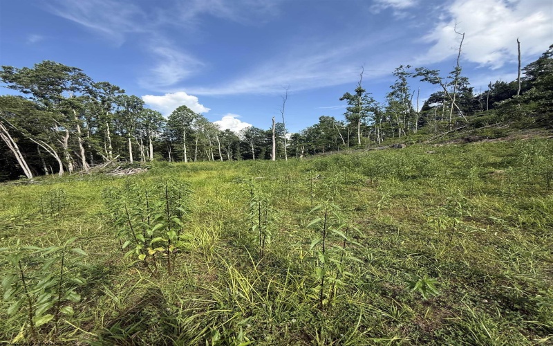 TBD Knights Fork Road, West Union, West Virginia 26456, 0 , 0 ,0,Lots/land,For Sale,Knights Fork,0,10165749