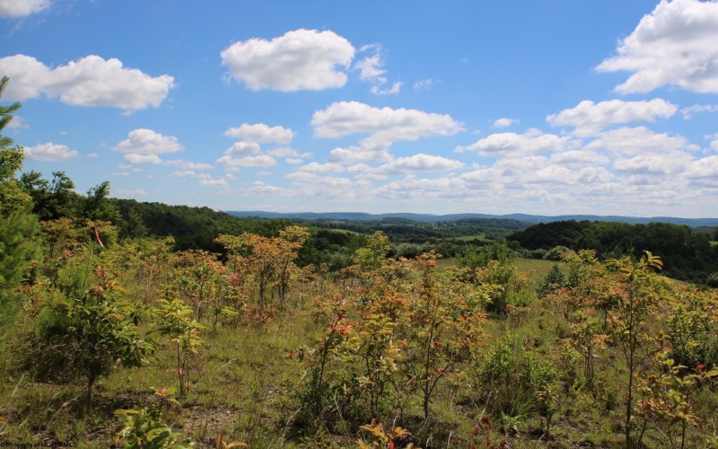 Lot 6 Gladesville Road, Independence, West Virginia 26374, 0 , 0 ,0,Lots/land,For Sale,Gladesville,0,10165740 Lot 6 Gladesville Road, Independence, West Virginia 26374, 0 , 0 ,0,Lots/land,For Sale,Gladesville,0,10165740
