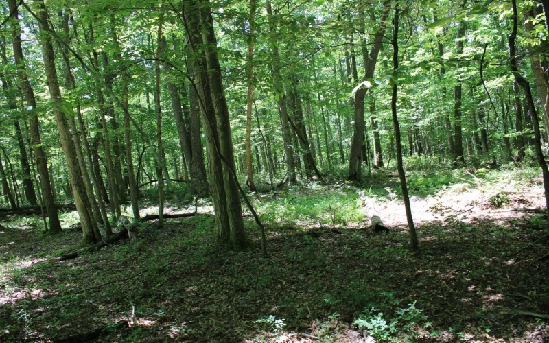 Lot 1 Browns Chapel Road, Morgantown, West Virginia 26508, 0 , 0 ,0,Lots/land,For Sale,Browns Chapel,0,10165741 Lot 1 Browns Chapel Road, Morgantown, West Virginia 26508, 0 , 0 ,0,Lots/land,For Sale,Browns Chapel,0,10165741