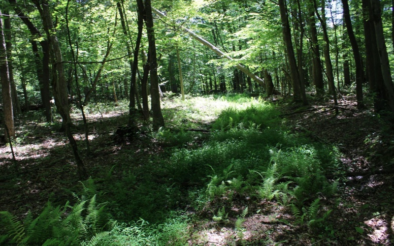 Lot 1 Browns Chapel Road, Morgantown, West Virginia 26508, 0 , 0 ,0,Lots/land,For Sale,Browns Chapel,0,10165741 Lot 1 Browns Chapel Road, Morgantown, West Virginia 26508, 0 , 0 ,0,Lots/land,For Sale,Browns Chapel,0,10165741