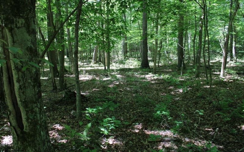 Lot 1 Browns Chapel Road, Morgantown, West Virginia 26508, 0 , 0 ,0,Lots/land,For Sale,Browns Chapel,0,10165741 Lot 1 Browns Chapel Road, Morgantown, West Virginia 26508, 0 , 0 ,0,Lots/land,For Sale,Browns Chapel,0,10165741