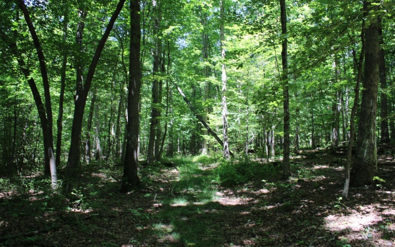 Lot 1 Browns Chapel Road, Morgantown, West Virginia 26508, 0 , 0 ,0,Lots/land,For Sale,Browns Chapel,0,10165741 Lot 1 Browns Chapel Road, Morgantown, West Virginia 26508, 0 , 0 ,0,Lots/land,For Sale,Browns Chapel,0,10165741