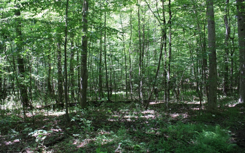 Lot 1 Browns Chapel Road, Morgantown, West Virginia 26508, 0 , 0 ,0,Lots/land,For Sale,Browns Chapel,0,10165741 Lot 1 Browns Chapel Road, Morgantown, West Virginia 26508, 0 , 0 ,0,Lots/land,For Sale,Browns Chapel,0,10165741