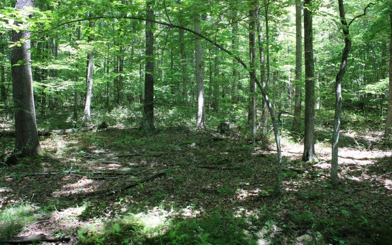 Lot 1 Browns Chapel Road, Morgantown, West Virginia 26508, 0 , 0 ,0,Lots/land,For Sale,Browns Chapel,0,10165741 Lot 1 Browns Chapel Road, Morgantown, West Virginia 26508, 0 , 0 ,0,Lots/land,For Sale,Browns Chapel,0,10165741