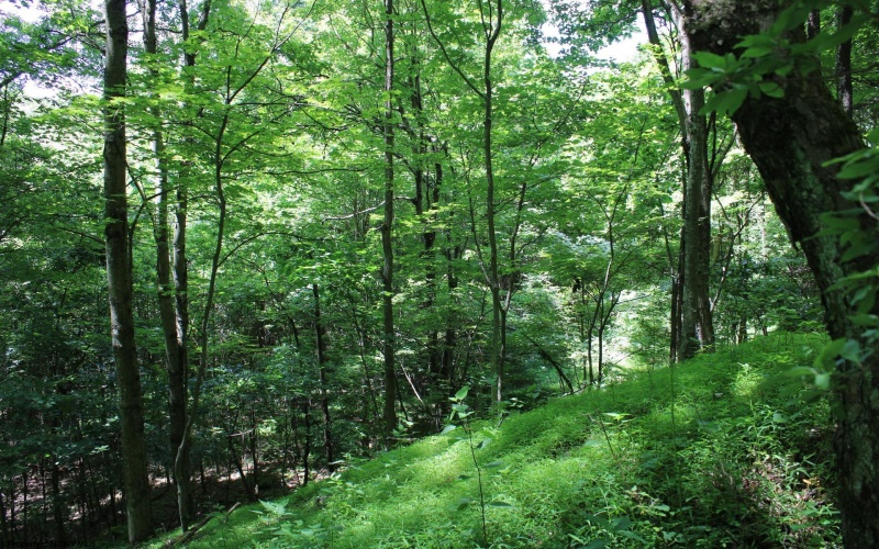 Lot 1 Browns Chapel Road, Morgantown, West Virginia 26508, 0 , 0 ,0,Lots/land,For Sale,Browns Chapel,0,10165741 Lot 1 Browns Chapel Road, Morgantown, West Virginia 26508, 0 , 0 ,0,Lots/land,For Sale,Browns Chapel,0,10165741