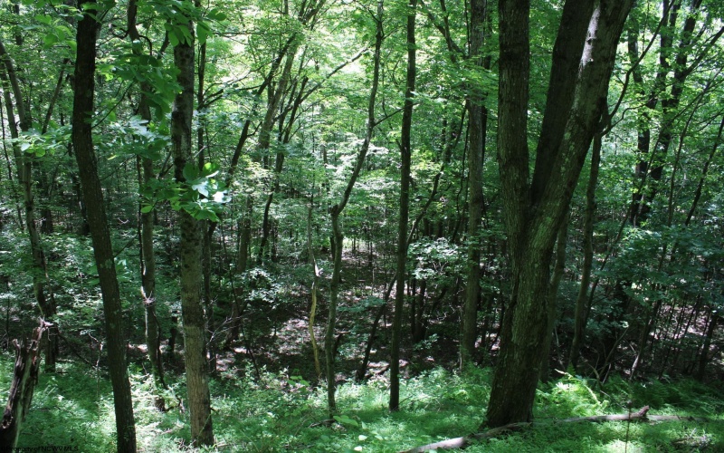 Lot 1 Browns Chapel Road, Morgantown, West Virginia 26508, 0 , 0 ,0,Lots/land,For Sale,Browns Chapel,0,10165741 Lot 1 Browns Chapel Road, Morgantown, West Virginia 26508, 0 , 0 ,0,Lots/land,For Sale,Browns Chapel,0,10165741