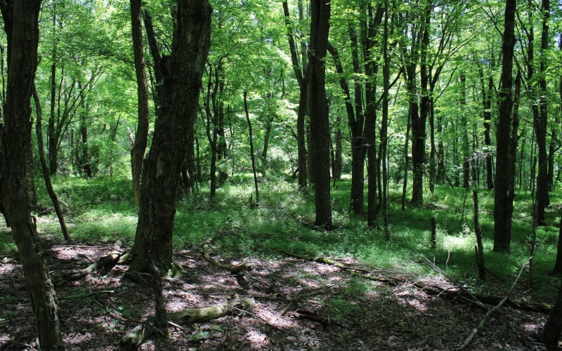 Lot 1 Browns Chapel Road, Morgantown, West Virginia 26508, 0 , 0 ,0,Lots/land,For Sale,Browns Chapel,0,10165741 Lot 1 Browns Chapel Road, Morgantown, West Virginia 26508, 0 , 0 ,0,Lots/land,For Sale,Browns Chapel,0,10165741