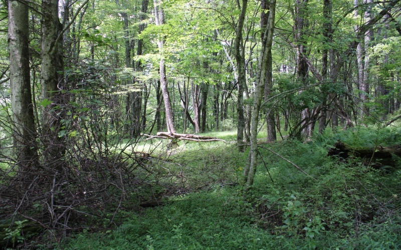 Lot 1 Browns Chapel Road, Morgantown, West Virginia 26508, 0 , 0 ,0,Lots/land,For Sale,Browns Chapel,0,10165741 Lot 1 Browns Chapel Road, Morgantown, West Virginia 26508, 0 , 0 ,0,Lots/land,For Sale,Browns Chapel,0,10165741