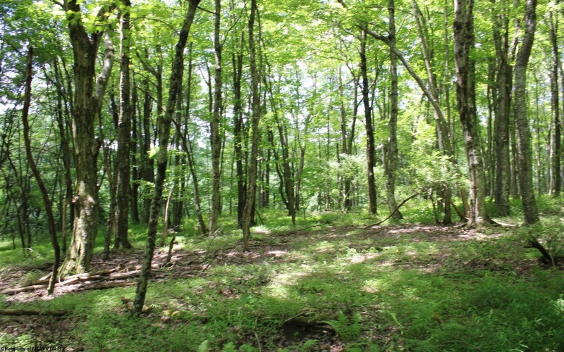 Lot 1 Browns Chapel Road, Morgantown, West Virginia 26508, 0 , 0 ,0,Lots/land,For Sale,Browns Chapel,0,10165741 Lot 1 Browns Chapel Road, Morgantown, West Virginia 26508, 0 , 0 ,0,Lots/land,For Sale,Browns Chapel,0,10165741