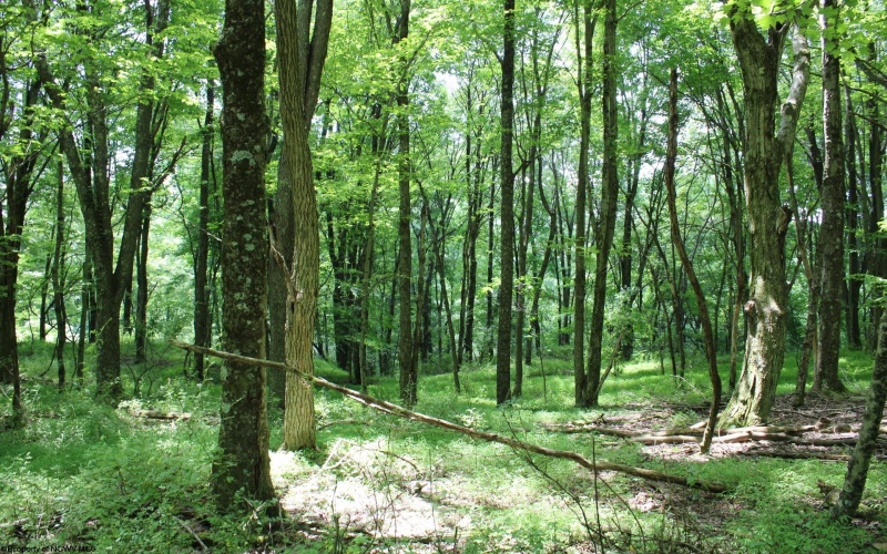 Lot 1 Browns Chapel Road, Morgantown, West Virginia 26508, 0 , 0 ,0,Lots/land,For Sale,Browns Chapel,0,10165741 Lot 1 Browns Chapel Road, Morgantown, West Virginia 26508, 0 , 0 ,0,Lots/land,For Sale,Browns Chapel,0,10165741