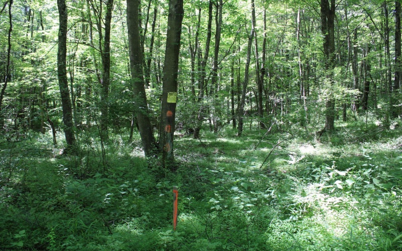Lot 1 Browns Chapel Road, Morgantown, West Virginia 26508, 0 , 0 ,0,Lots/land,For Sale,Browns Chapel,0,10165741 Lot 1 Browns Chapel Road, Morgantown, West Virginia 26508, 0 , 0 ,0,Lots/land,For Sale,Browns Chapel,0,10165741