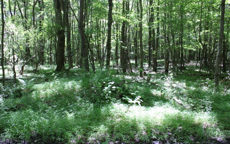 Lot 1 Browns Chapel Road, Morgantown, West Virginia 26508, 0 , 0 ,0,Lots/land,For Sale,Browns Chapel,0,10165741 Lot 1 Browns Chapel Road, Morgantown, West Virginia 26508, 0 , 0 ,0,Lots/land,For Sale,Browns Chapel,0,10165741