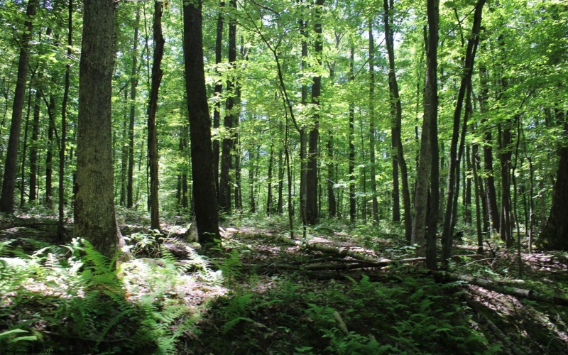 Lot 1 Browns Chapel Road, Morgantown, West Virginia 26508, 0 , 0 ,0,Lots/land,For Sale,Browns Chapel,0,10165741 Lot 1 Browns Chapel Road, Morgantown, West Virginia 26508, 0 , 0 ,0,Lots/land,For Sale,Browns Chapel,0,10165741