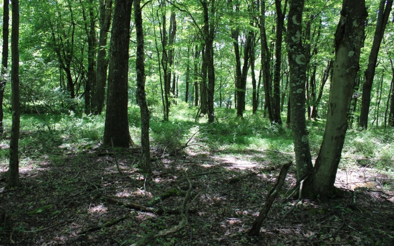 Lot 1 Browns Chapel Road, Morgantown, West Virginia 26508, 0 , 0 ,0,Lots/land,For Sale,Browns Chapel,0,10165741 Lot 1 Browns Chapel Road, Morgantown, West Virginia 26508, 0 , 0 ,0,Lots/land,For Sale,Browns Chapel,0,10165741