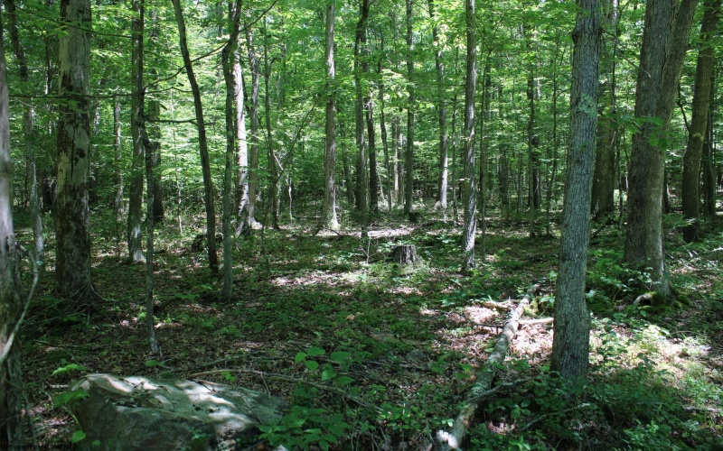 Lot 1 Browns Chapel Road, Morgantown, West Virginia 26508, 0 , 0 ,0,Lots/land,For Sale,Browns Chapel,0,10165741 Lot 1 Browns Chapel Road, Morgantown, West Virginia 26508, 0 , 0 ,0,Lots/land,For Sale,Browns Chapel,0,10165741