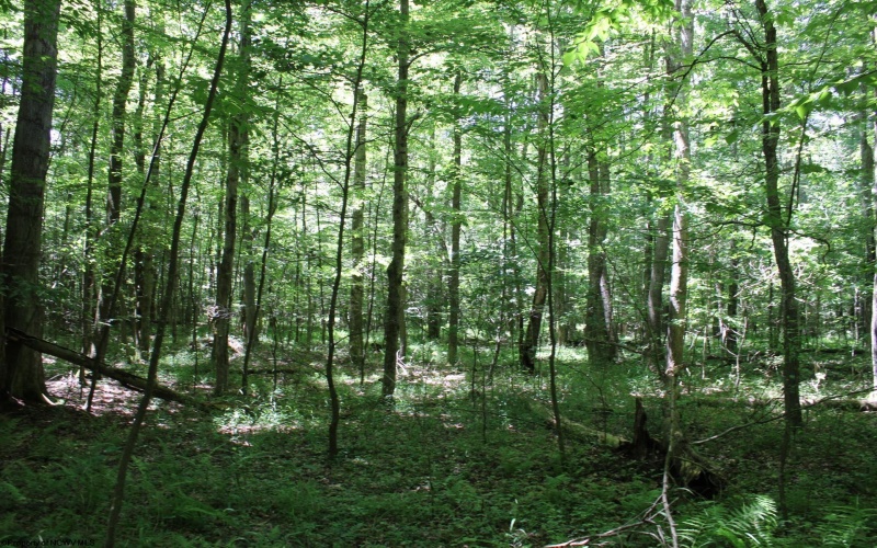 Lot 1 Browns Chapel Road, Morgantown, West Virginia 26508, 0 , 0 ,0,Lots/land,For Sale,Browns Chapel,0,10165741 Lot 1 Browns Chapel Road, Morgantown, West Virginia 26508, 0 , 0 ,0,Lots/land,For Sale,Browns Chapel,0,10165741