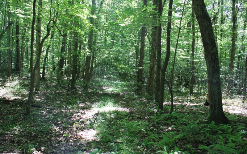 Lot 1 Browns Chapel Road, Morgantown, West Virginia 26508, 0 , 0 ,0,Lots/land,For Sale,Browns Chapel,0,10165741 Lot 1 Browns Chapel Road, Morgantown, West Virginia 26508, 0 , 0 ,0,Lots/land,For Sale,Browns Chapel,0,10165741