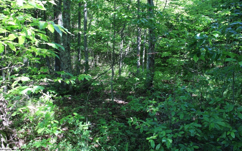 Lot 2 Gladesville Road, Morgantown, West Virginia 26508, 0 , 0 ,0,Lots/land,For Sale,Gladesville,0,10165742 Lot 2 Gladesville Road, Morgantown, West Virginia 26508, 0 , 0 ,0,Lots/land,For Sale,Gladesville,0,10165742