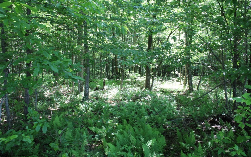 Lot 2 Gladesville Road, Morgantown, West Virginia 26508, 0 , 0 ,0,Lots/land,For Sale,Gladesville,0,10165742 Lot 2 Gladesville Road, Morgantown, West Virginia 26508, 0 , 0 ,0,Lots/land,For Sale,Gladesville,0,10165742
