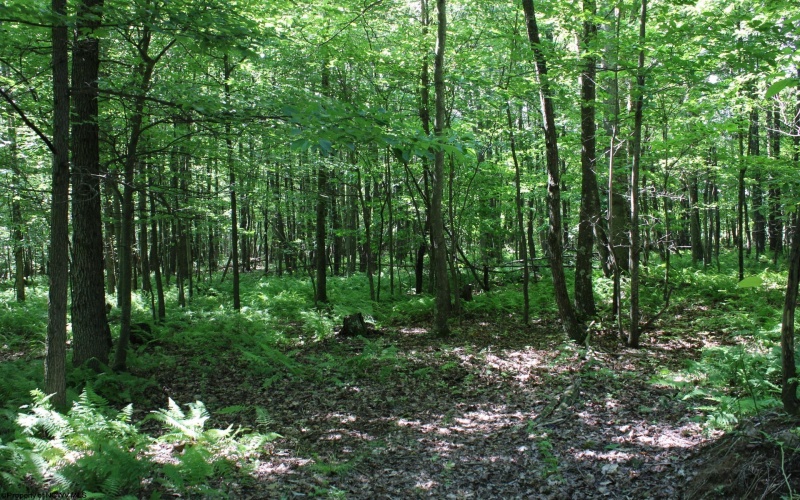 Lot 2 Gladesville Road, Morgantown, West Virginia 26508, 0 , 0 ,0,Lots/land,For Sale,Gladesville,0,10165742 Lot 2 Gladesville Road, Morgantown, West Virginia 26508, 0 , 0 ,0,Lots/land,For Sale,Gladesville,0,10165742