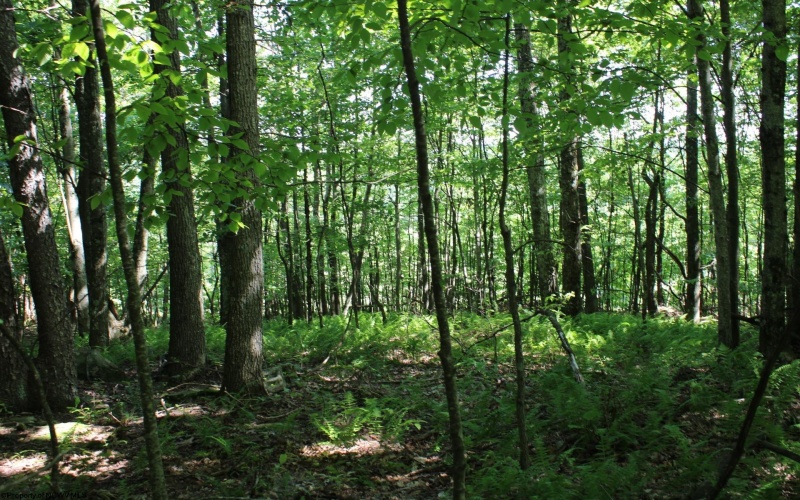 Lot 2 Gladesville Road, Morgantown, West Virginia 26508, 0 , 0 ,0,Lots/land,For Sale,Gladesville,0,10165742 Lot 2 Gladesville Road, Morgantown, West Virginia 26508, 0 , 0 ,0,Lots/land,For Sale,Gladesville,0,10165742