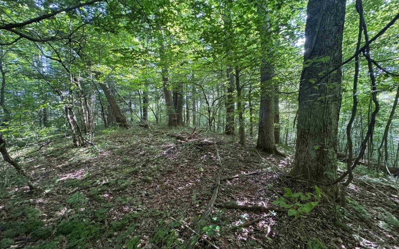 0 Laurel Run Road, Montrose, West Virginia 26283, 0 , 0 ,0,Lots/land,For Sale,Laurel Run,0,10165790 0 Laurel Run Road, Montrose, West Virginia 26283, 0 , 0 ,0,Lots/land,For Sale,Laurel Run,0,10165790