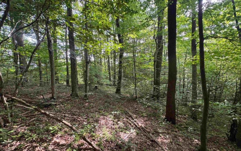 0 Laurel Run Road, Montrose, West Virginia 26283, 0 , 0 ,0,Lots/land,For Sale,Laurel Run,0,10165790 0 Laurel Run Road, Montrose, West Virginia 26283, 0 , 0 ,0,Lots/land,For Sale,Laurel Run,0,10165790
