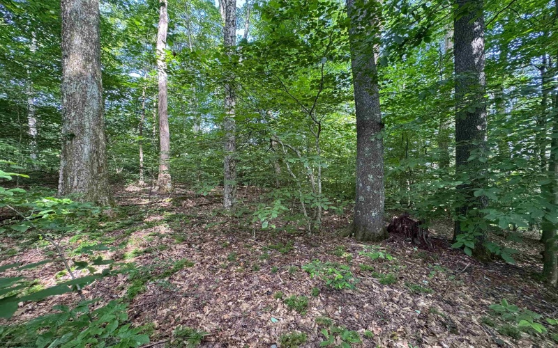 0 Laurel Run Road, Montrose, West Virginia 26283, 0 , 0 ,0,Lots/land,For Sale,Laurel Run,0,10165790 0 Laurel Run Road, Montrose, West Virginia 26283, 0 , 0 ,0,Lots/land,For Sale,Laurel Run,0,10165790