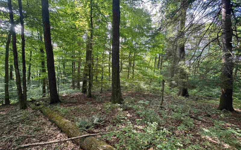 0 Laurel Run Road, Montrose, West Virginia 26283, 0 , 0 ,0,Lots/land,For Sale,Laurel Run,0,10165790 0 Laurel Run Road, Montrose, West Virginia 26283, 0 , 0 ,0,Lots/land,For Sale,Laurel Run,0,10165790