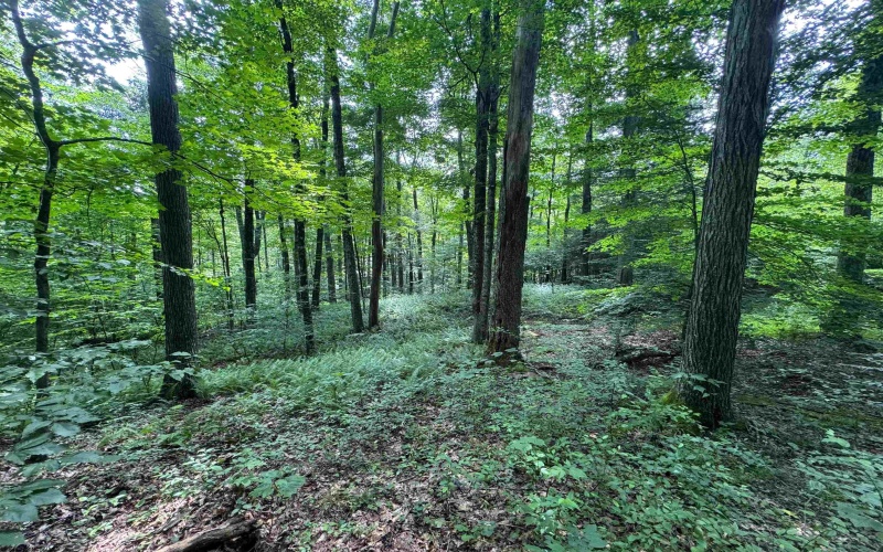 0 Laurel Run Road, Montrose, West Virginia 26283, 0 , 0 ,0,Lots/land,For Sale,Laurel Run,0,10165790 0 Laurel Run Road, Montrose, West Virginia 26283, 0 , 0 ,0,Lots/land,For Sale,Laurel Run,0,10165790