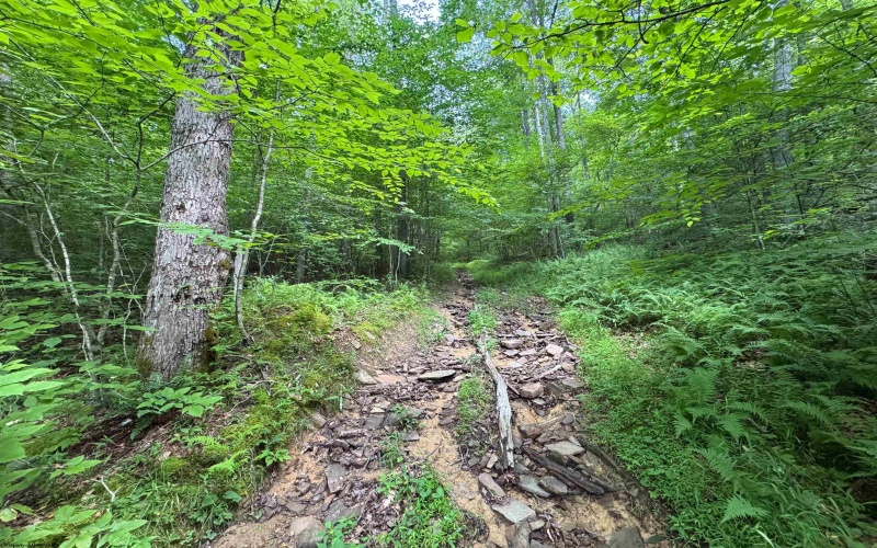 0 Laurel Run Road, Montrose, West Virginia 26283, 0 , 0 ,0,Lots/land,For Sale,Laurel Run,0,10165790 0 Laurel Run Road, Montrose, West Virginia 26283, 0 , 0 ,0,Lots/land,For Sale,Laurel Run,0,10165790