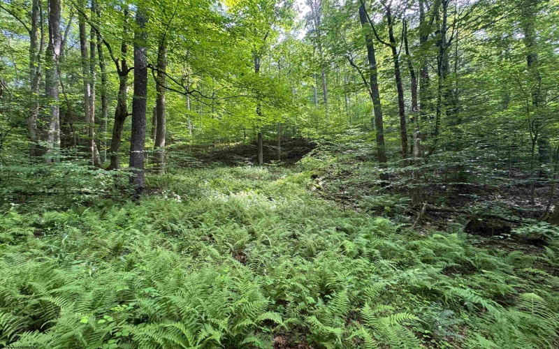 0 Laurel Run Road, Montrose, West Virginia 26283, 0 , 0 ,0,Lots/land,For Sale,Laurel Run,0,10165790 0 Laurel Run Road, Montrose, West Virginia 26283, 0 , 0 ,0,Lots/land,For Sale,Laurel Run,0,10165790
