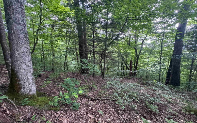 0 Laurel Run Road, Montrose, West Virginia 26283, 0 , 0 ,0,Lots/land,For Sale,Laurel Run,0,10165790 0 Laurel Run Road, Montrose, West Virginia 26283, 0 , 0 ,0,Lots/land,For Sale,Laurel Run,0,10165790