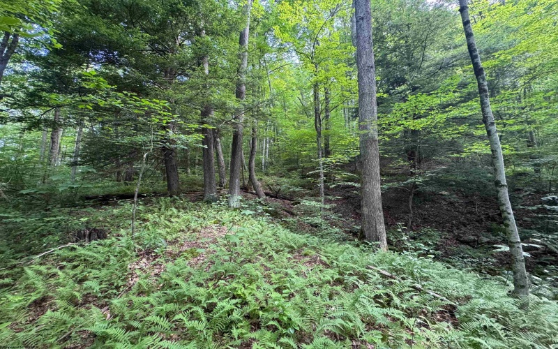 0 Laurel Run Road, Montrose, West Virginia 26283, 0 , 0 ,0,Lots/land,For Sale,Laurel Run,0,10165790 0 Laurel Run Road, Montrose, West Virginia 26283, 0 , 0 ,0,Lots/land,For Sale,Laurel Run,0,10165790