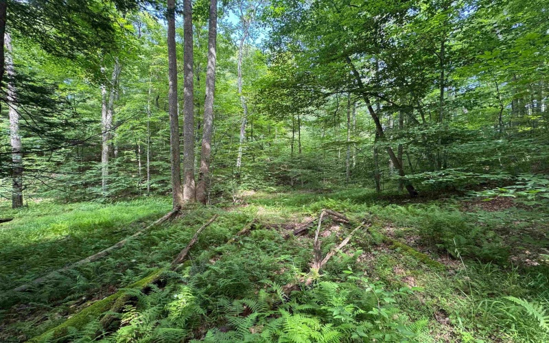 0 Laurel Run Road, Montrose, West Virginia 26283, 0 , 0 ,0,Lots/land,For Sale,Laurel Run,0,10165790 0 Laurel Run Road, Montrose, West Virginia 26283, 0 , 0 ,0,Lots/land,For Sale,Laurel Run,0,10165790