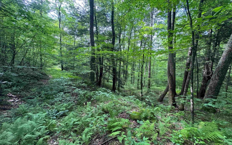 0 Laurel Run Road, Montrose, West Virginia 26283, 0 , 0 ,0,Lots/land,For Sale,Laurel Run,0,10165790 0 Laurel Run Road, Montrose, West Virginia 26283, 0 , 0 ,0,Lots/land,For Sale,Laurel Run,0,10165790