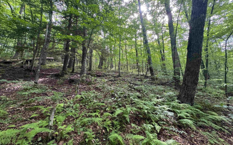 0 Laurel Run Road, Montrose, West Virginia 26283, 0 , 0 ,0,Lots/land,For Sale,Laurel Run,0,10165790 0 Laurel Run Road, Montrose, West Virginia 26283, 0 , 0 ,0,Lots/land,For Sale,Laurel Run,0,10165790