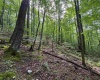 0 Laurel Run Road, Montrose, West Virginia 26283, 0 , 0 ,0,Lots/land,For Sale,Laurel Run,0,10165790 0 Laurel Run Road, Montrose, West Virginia 26283, 0 , 0 ,0,Lots/land,For Sale,Laurel Run,0,10165790