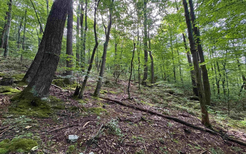 0 Laurel Run Road, Montrose, West Virginia 26283, 0 , 0 ,0,Lots/land,For Sale,Laurel Run,0,10165790 0 Laurel Run Road, Montrose, West Virginia 26283, 0 , 0 ,0,Lots/land,For Sale,Laurel Run,0,10165790