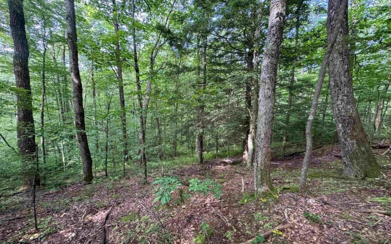 0 Laurel Run Road, Montrose, West Virginia 26283, 0 , 0 ,0,Lots/land,For Sale,Laurel Run,0,10165790 0 Laurel Run Road, Montrose, West Virginia 26283, 0 , 0 ,0,Lots/land,For Sale,Laurel Run,0,10165790