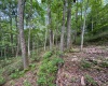 0 Laurel Run Road, Montrose, West Virginia 26283, 0 , 0 ,0,Lots/land,For Sale,Laurel Run,0,10165790 0 Laurel Run Road, Montrose, West Virginia 26283, 0 , 0 ,0,Lots/land,For Sale,Laurel Run,0,10165790