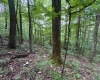 0 Laurel Run Road, Montrose, West Virginia 26283, 0 , 0 ,0,Lots/land,For Sale,Laurel Run,0,10165790 0 Laurel Run Road, Montrose, West Virginia 26283, 0 , 0 ,0,Lots/land,For Sale,Laurel Run,0,10165790