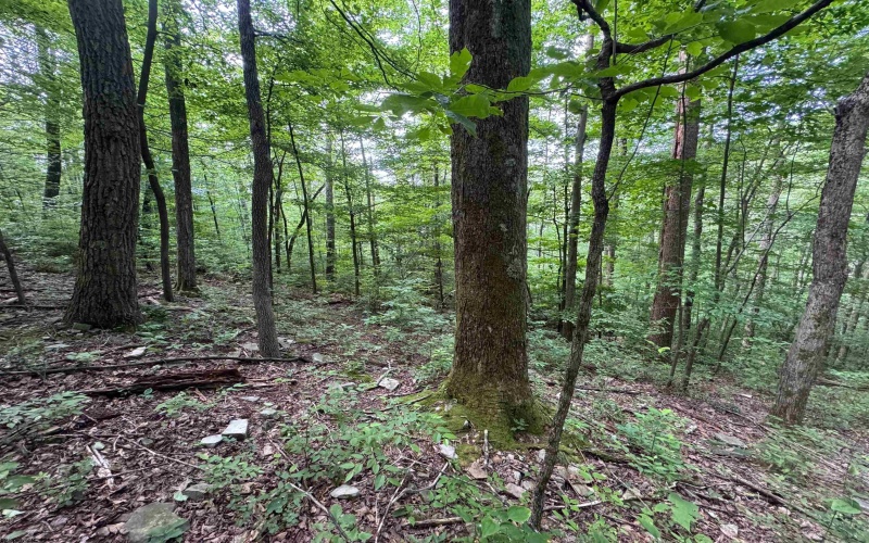 0 Laurel Run Road, Montrose, West Virginia 26283, 0 , 0 ,0,Lots/land,For Sale,Laurel Run,0,10165790 0 Laurel Run Road, Montrose, West Virginia 26283, 0 , 0 ,0,Lots/land,For Sale,Laurel Run,0,10165790