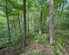 0 Laurel Run Road, Montrose, West Virginia 26283, 0 , 0 ,0,Lots/land,For Sale,Laurel Run,0,10165790 0 Laurel Run Road, Montrose, West Virginia 26283, 0 , 0 ,0,Lots/land,For Sale,Laurel Run,0,10165790