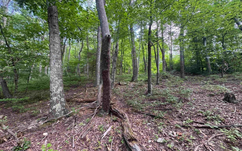 0 Laurel Run Road, Montrose, West Virginia 26283, 0 , 0 ,0,Lots/land,For Sale,Laurel Run,0,10165790 0 Laurel Run Road, Montrose, West Virginia 26283, 0 , 0 ,0,Lots/land,For Sale,Laurel Run,0,10165790