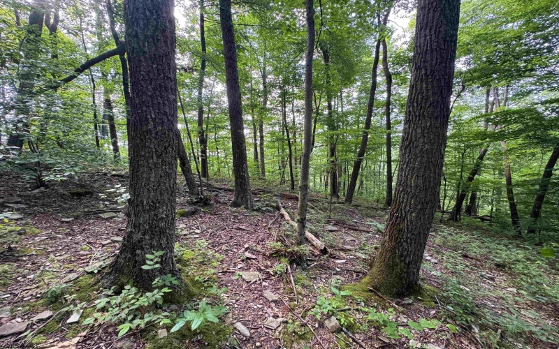 0 Laurel Run Road, Montrose, West Virginia 26283, 0 , 0 ,0,Lots/land,For Sale,Laurel Run,0,10165790 0 Laurel Run Road, Montrose, West Virginia 26283, 0 , 0 ,0,Lots/land,For Sale,Laurel Run,0,10165790