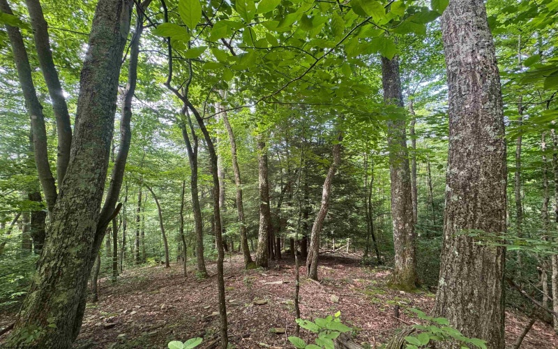 0 Laurel Run Road, Montrose, West Virginia 26283, 0 , 0 ,0,Lots/land,For Sale,Laurel Run,0,10165790 0 Laurel Run Road, Montrose, West Virginia 26283, 0 , 0 ,0,Lots/land,For Sale,Laurel Run,0,10165790
